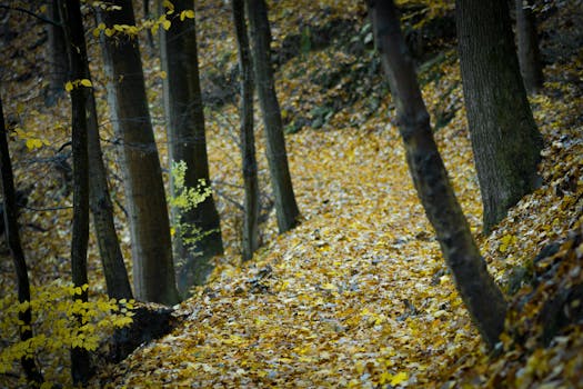 serene forest path for a calming break